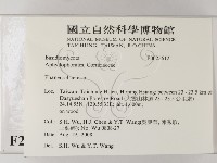 顯絲菌屬藏品圖，第2張