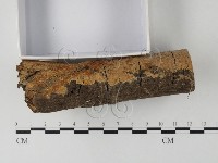 顯絲菌屬藏品圖，第3張