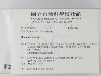 顯絲菌屬藏品圖，第2張