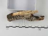 顯絲菌屬藏品圖，第3張