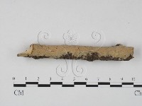 登錄號:F0023615藏品圖，第1張