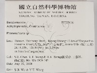 顯絲菌屬藏品圖，第2張