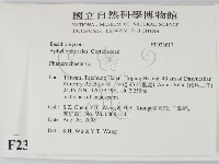 顯絲菌屬藏品圖，第2張