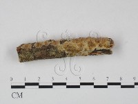 顯絲菌屬藏品圖，第3張