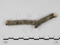 登錄號:F0023618藏品圖，第3張