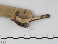 顯絲菌屬藏品圖，第3張