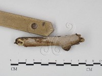 刺皮菌屬藏品圖，第1張