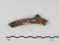 刺皮菌屬藏品圖，第3張