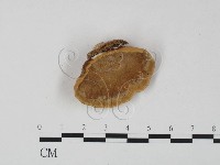 登錄號:F0023624藏品圖，第3張