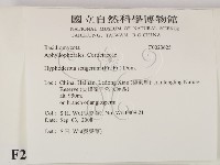 剛毛絲皮菌藏品圖，第2張