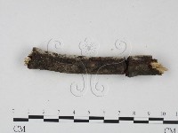 剛毛絲皮菌藏品圖，第3張