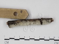 剛毛絲皮菌藏品圖，第4張