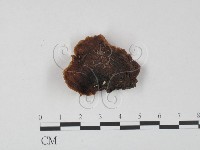 皺木耳藏品圖，第1張