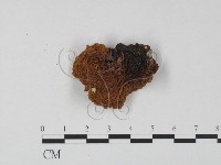 皺木耳藏品圖，第3張
