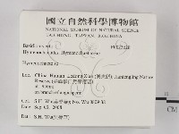 刺革菌屬藏品圖，第2張