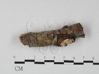 刺革菌屬藏品圖，第3張