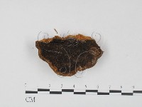 登錄號:F0023629藏品圖，第3張