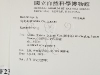 絲齒菌屬藏品圖，第2張