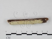 絲齒菌屬藏品圖，第3張