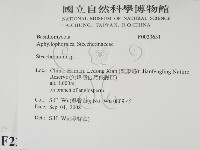 齒耳菌屬藏品圖，第2張