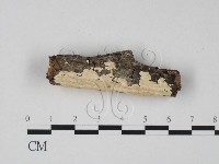 齒耳菌屬藏品圖，第1張