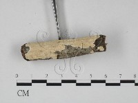 齒耳菌屬藏品圖，第3張