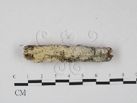 絲齒菌屬藏品圖，第1張