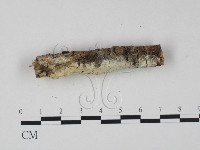 絲齒菌屬藏品圖，第3張