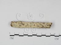絲齒菌屬藏品圖，第1張