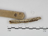 絲齒菌屬藏品圖，第3張