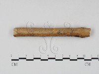 顯絲菌屬藏品圖，第3張