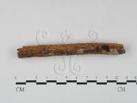 顯絲菌屬藏品圖，第4張