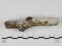 登錄號:F0023639藏品圖，第1張