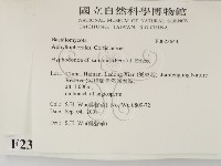 冇骨消絲齒菌藏品圖，第2張