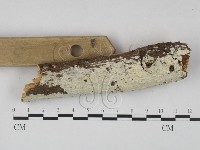 冇骨消絲齒菌藏品圖，第3張