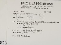 齒耳菌屬藏品圖，第2張