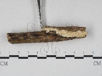 齒耳菌屬藏品圖，第3張