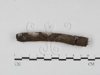 剛毛絲皮菌藏品圖，第3張