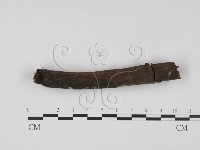 剛毛絲皮菌藏品圖，第4張