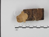 小孔菌屬藏品圖，第1張