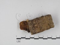 小孔菌屬藏品圖，第3張