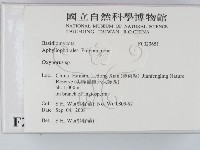 銳孔菌屬藏品圖，第2張