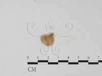 小孔菌屬藏品圖，第1張