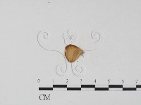 小孔菌屬藏品圖，第3張