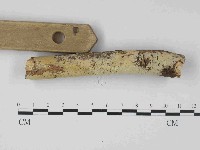 絲齒菌屬藏品圖，第3張