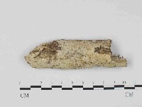 絲皮菌屬藏品圖，第1張