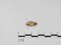 粗糙孢菌屬藏品圖，第1張