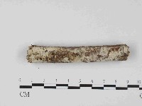 絲皮菌屬藏品圖，第1張