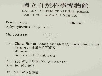 小孔菌屬藏品圖，第2張
