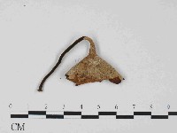 小孔菌屬藏品圖，第1張